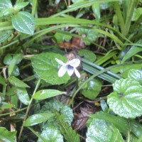 Viola pilosa Blume